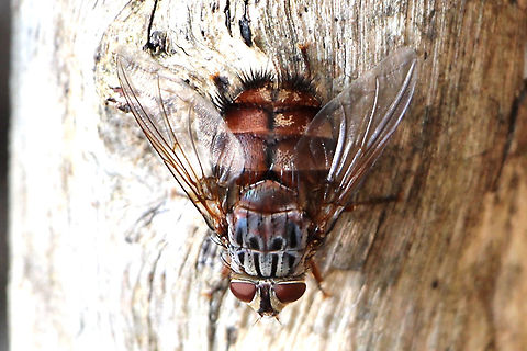 Unidentified species of Bristle fly - genus Rutilia  Australia,Geotagged,Spring