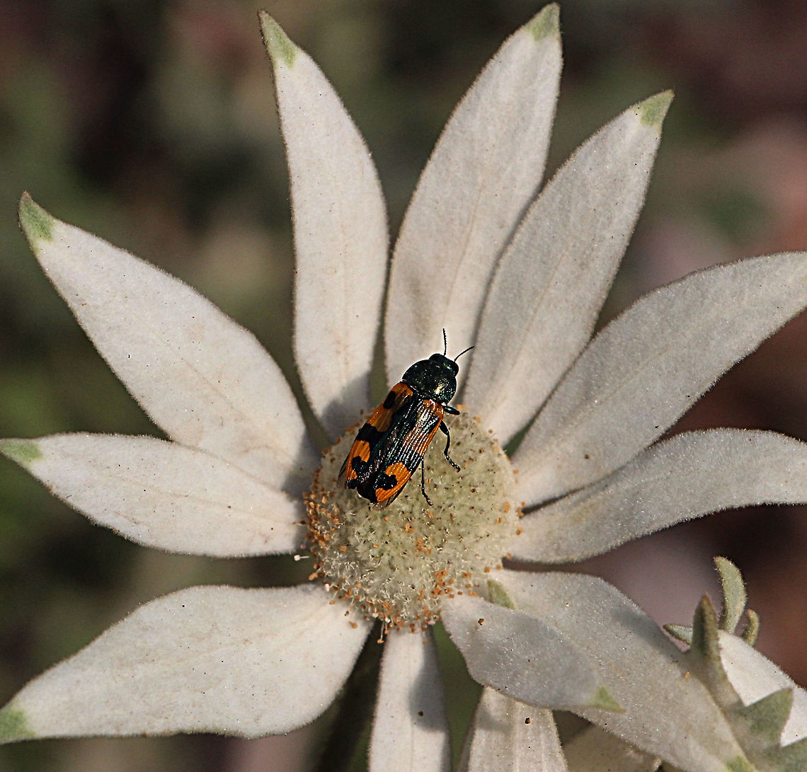 Jewel beetle - Castiarina scalaris Feeding on flanel flower [Actinotus helianthi ]<br />
 Australia,Castiarina scalaris,Geotagged,Spring
