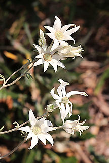 Flanel flower - Actinotus helianthi  Actinotus helianthi,Australia,Flannel Flower,Geotagged,Spring