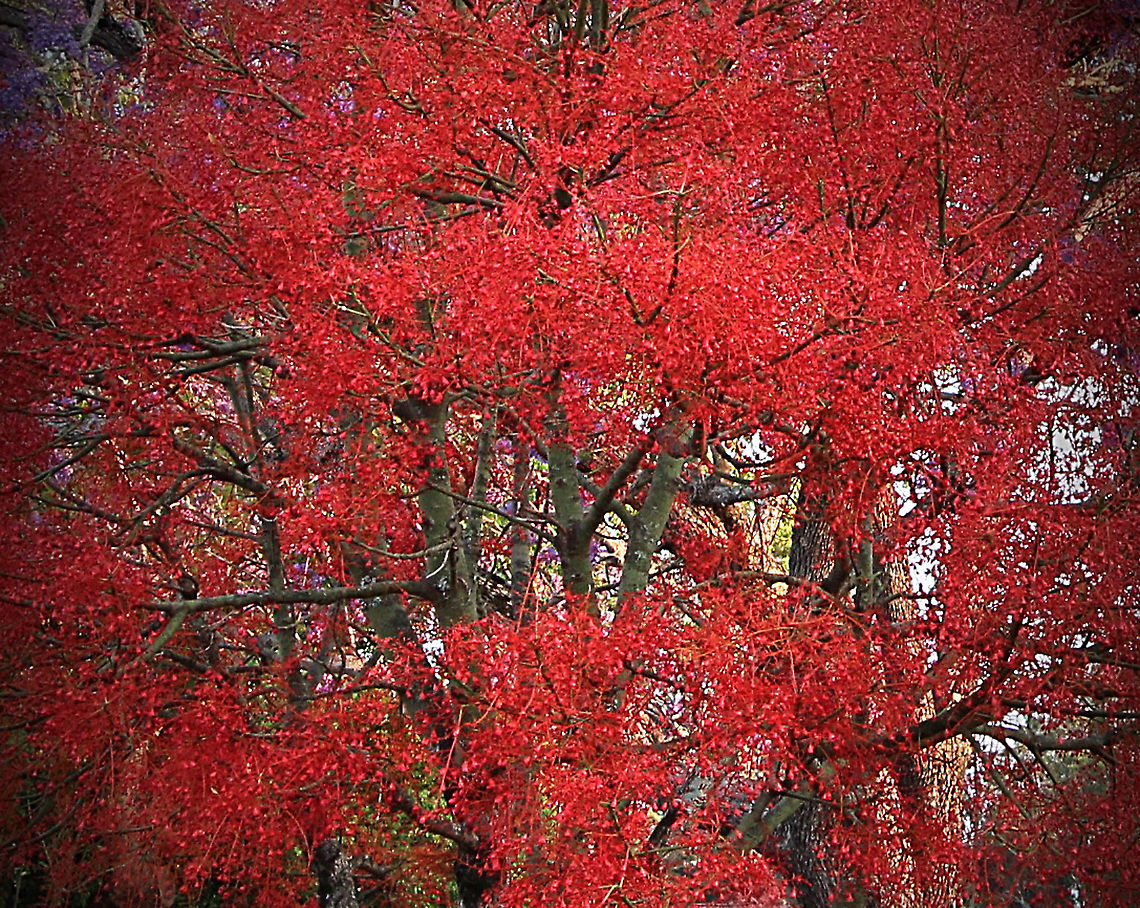 Illawarra Flame tree - Brachychiton acerifolius In full bloom and a favorit for Neckar feeding birds. Australia,Brachychiton acerifolius,Geotagged,Spring