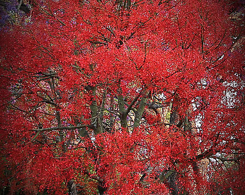 Illawarra Flame tree - Brachychiton acerifolius In full bloom and a favorit for Neckar feeding birds. Australia,Brachychiton acerifolius,Geotagged,Spring