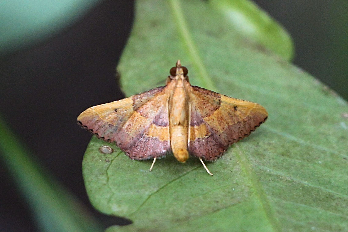 Snout moth in genus - Endotricha Wing span approx. 18 t0 20 mm Australia,Eamw moth,Endotricha ew,Geotagged,Spring