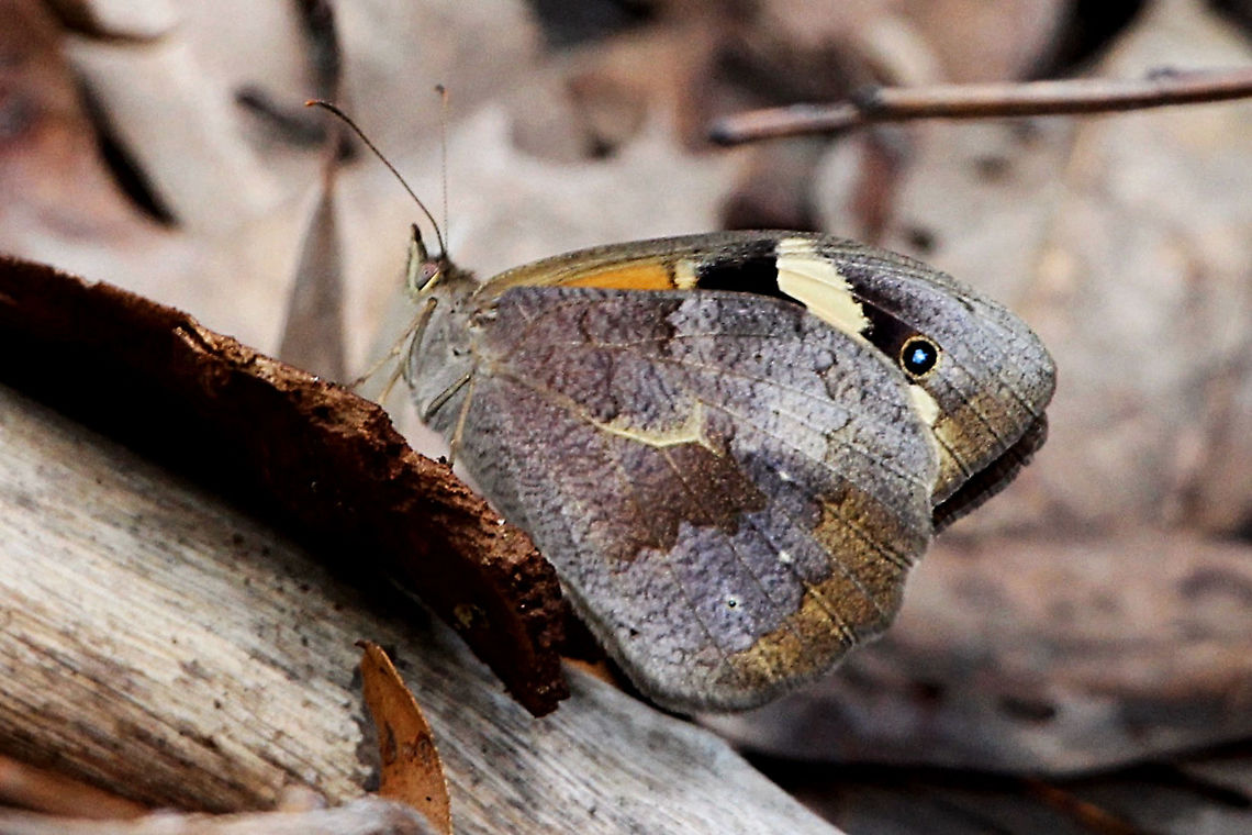Common Brown - Heteronympha merope Very well camouflaged amongst leave litter. Eamw butterflies