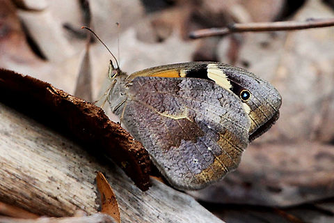 Common Brown - Heteronympha merope Very well camouflaged amongst leave litter. Eamw butterflies
