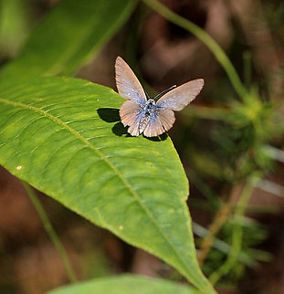 Common Grass Blue - Zizina labradus  Australia,Common Grass Blue,Eamw butterflies,Geotagged,Spring,Zizina labradus