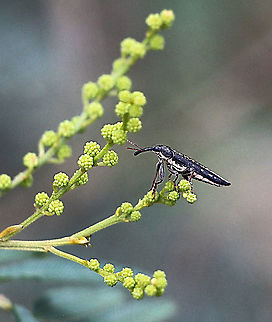 Long-nosed weevil - Rhinotia hemistictus  Australia,Geotagged,Long-nosed weevil,Rhinotia hemistictus,Spring