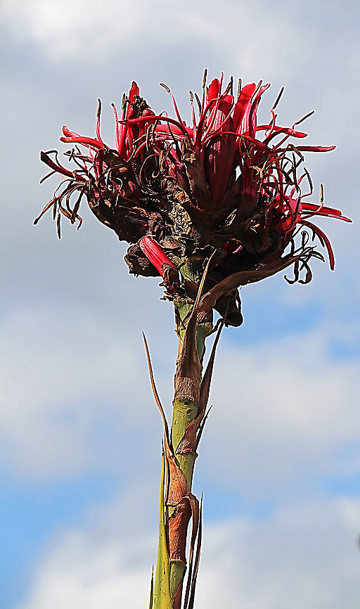 Gymea Lily - Doryanthes exelsa  Australia,Doryanthes excelsa,Geotagged,Gymea lily,Spring