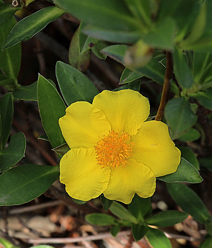 The Hibbertia scandens  Australia,Geotagged,Hibbertia scandens,Spring