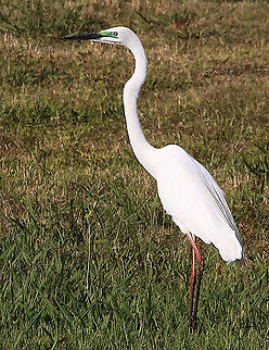 Eastern Great Egret - Ardea alba modesta  Ardea alba modesta,Australia,Eastern Great Egret,Geotagged,Spring