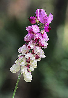 Unidentified species. Possibly a species of pea flower. Australia,Geotagged,Spring
