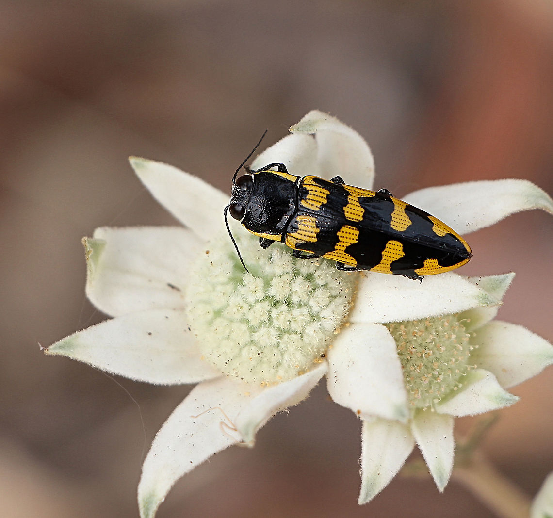 Banksia jewel beetle - Cyrioides imperialis Found on flanel flower - Actinotus helianthi Australia,Cyrioides imperialis,Eamw beetles,Geotagged,Spring,eamw jewel beetles,kurrajong