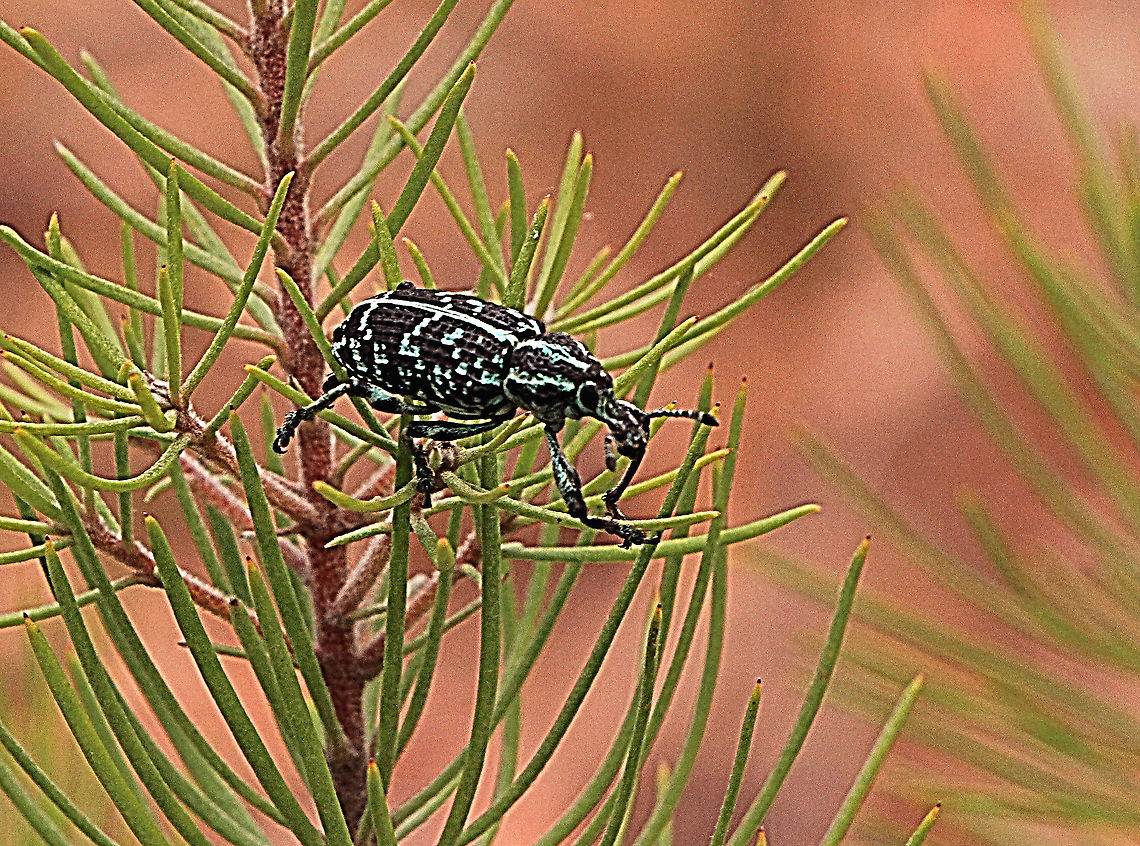 Botany Bay Weevil - Crysolopus specabilis  Australia,Chrysolopus spectabilis,Geotagged,Spring