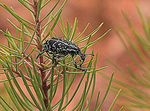 Botany Bay Weevil - Crysolopus specabilis  Australia,Chrysolopus spectabilis,Geotagged,Spring