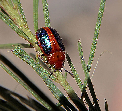 Acacia leaf beetle - Calomela curtisi Found on unidentified species of acacia. Australia,Calomela curtisi,Geotagged,Spring