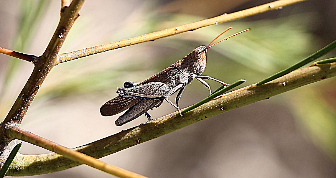 Grasshopper possibly genus - Novum ?  Australia,Eamw grasshoppers,Geotagged,Spring