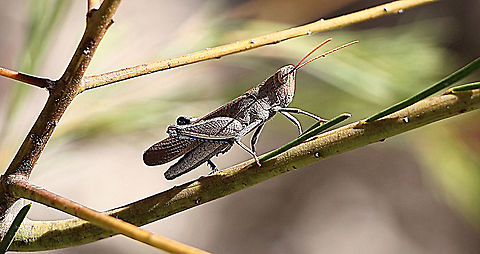 Grasshopper possibly genus - Novum ?  Australia,Eamw grasshoppers,Geotagged,Spring