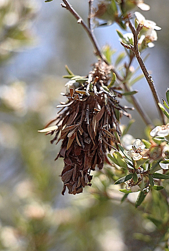 Common casemoth - Hyalarcta huebneri This one made its case from tea tree leaves. Australia,Geotagged,Hyalarcta huebneri,Spring