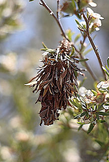 Common casemoth - Hyalarcta huebneri This one made its case from tea tree leaves. Australia,Geotagged,Hyalarcta huebneri,Spring