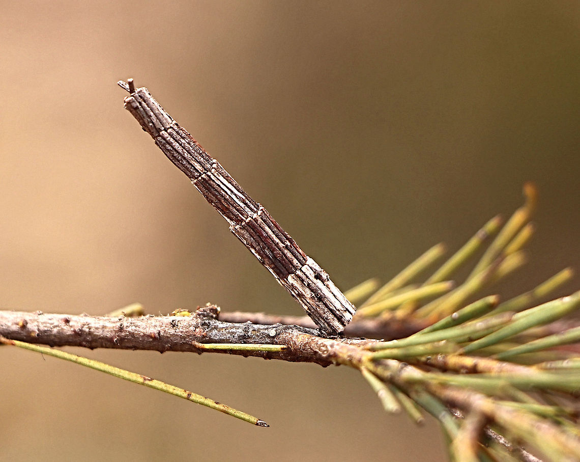 Tower Case Moth - Lepidoscia arctiella This moth caterpillar has a most accurate measurement with its little sticks for its tower construction.<br />
The tower was approx2 Cm high and no more then 3 mm dia. Australia,Case moth,Eamw case moth,Eamw moth,Geotagged,Lepidoscia arctiella,Lepidoscia ew,Spring,Tower Case Moth