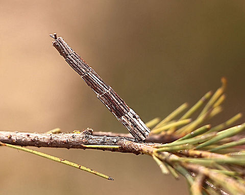 Tower Case Moth - Lepidoscia arctiella This moth caterpillar has a most accurate measurement with its little sticks for its tower construction.
The tower was approx2 Cm high and no more then 3 mm dia. Australia,Case moth,Eamw case moth,Eamw moth,Geotagged,Lepidoscia arctiella,Lepidoscia ew,Spring,Tower Case Moth