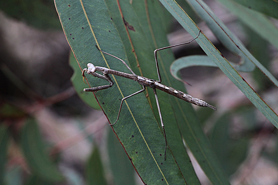 Unidentified species of Praying mantis from the Blue Mountain area NSW  Australia,Geotagged,Spring