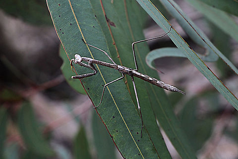 Unidentified species of Praying mantis from the Blue Mountain area NSW  Australia,Geotagged,Spring
