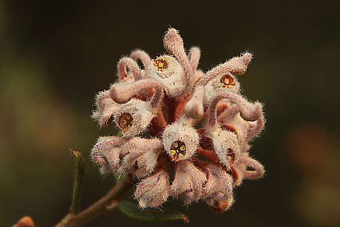 Grey Spider Flower - Grevillea buxifolia  Australia,Geotagged,Grevillea buxifolia,Grey Spider Flower,Spring