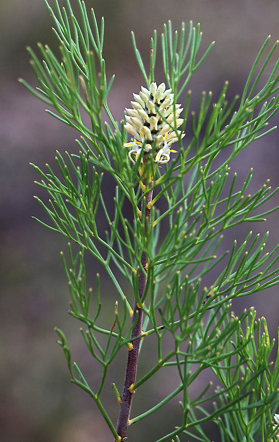 Narrow-leafed drumstick - Isopogon anethifolius Found in mountenous sandstone area . Australia,Geotagged,Isopogon anethifolius,Spring