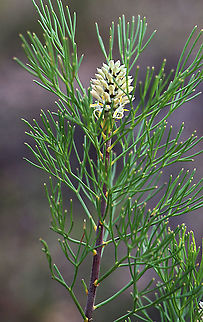 Narrow-leafed drumstick - Isopogon anethifolius Found in mountenous sandstone area . Australia,Geotagged,Isopogon anethifolius,Spring