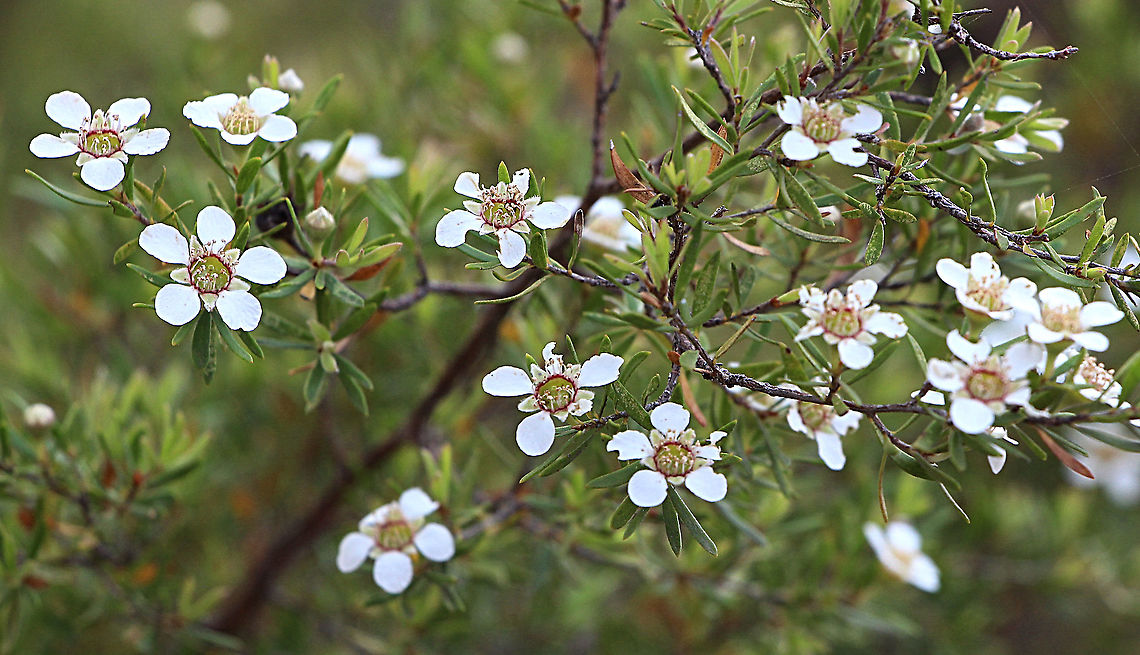 Coastal tea tree - Leptospermum laevigatum  Australia,Coastal tea tree,Geotagged,Leptospermum laevigatum,Spring