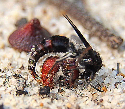 Velvet ant wasp - Genus - Ephutomorpha There were many black wasps flying very low to the ground in a frantic fashion, obviously searching for something.  I then noticed what I believed at first to be an red ant hurriedly running around the ground with its abdomen raised upward. One of the flying wasps grabbed the red ant wasp and at first looked as if it wanted to sting the ant. Slowly I realised that what I was observing was a female velvet ant with updomen raised up signaling, possibly releasing pheromones to attract males . The black winged male in the 2nd photo was trying to mate with the female.Also I remembered uploading a photo a while back of a female velvet ant wasp. Australia,Geotagged,Spring