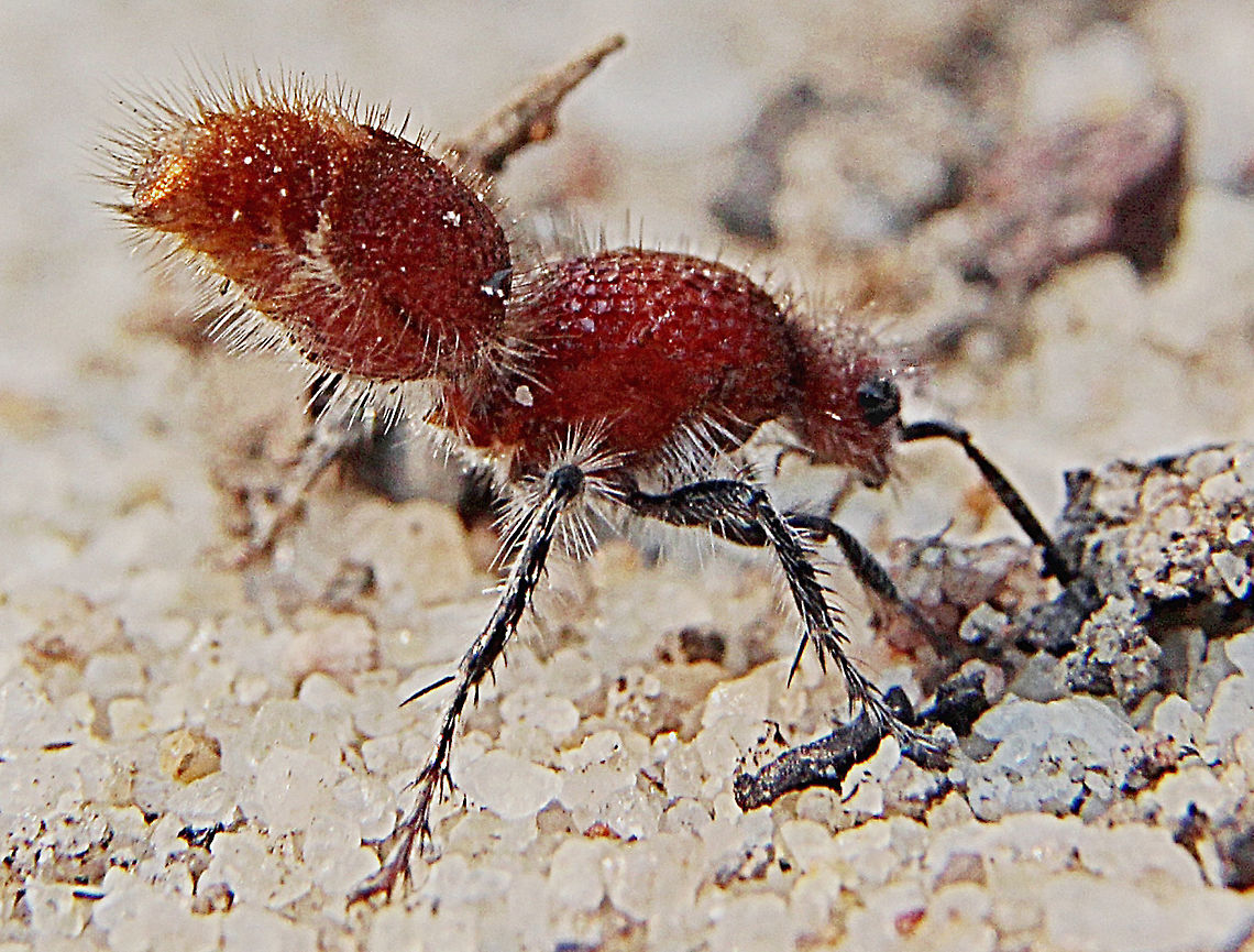 Female velvet ant wasp  - Genus -Ephutomorpha. With raised ubdomen running around to attract males . The female was approx 8-10 mm long. Australia,Geotagged,Spring