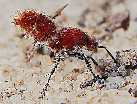 Female velvet ant wasp  - Genus -Ephutomorpha. With raised ubdomen running around to attract males . The female was approx 8-10 mm long. Australia,Geotagged,Spring