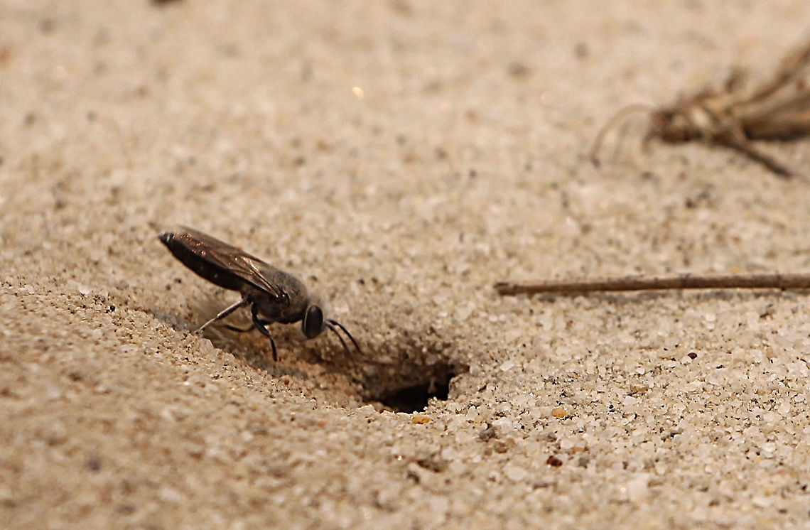 Male of red velvet ant wasp  - Genus -Ephutomorpha A male showing an interest of a burrow in the sand , which mostlikely would be occupied by a solitary female ( but I am not sure yet) Australia,Geotagged,Spring