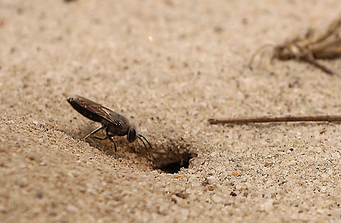 Male of red velvet ant wasp  - Genus -Ephutomorpha A male showing an interest of a burrow in the sand , which mostlikely would be occupied by a solitary female ( but I am not sure yet) Australia,Geotagged,Spring