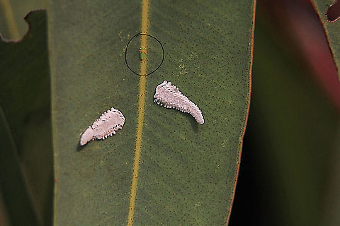 Lerbs and nymph of  psyllid species Eucalyptolyma maideni  Australia,Eucalyptolyma maideni,Geotagged,Spotted Gum Lerp Psyllid,Spring
