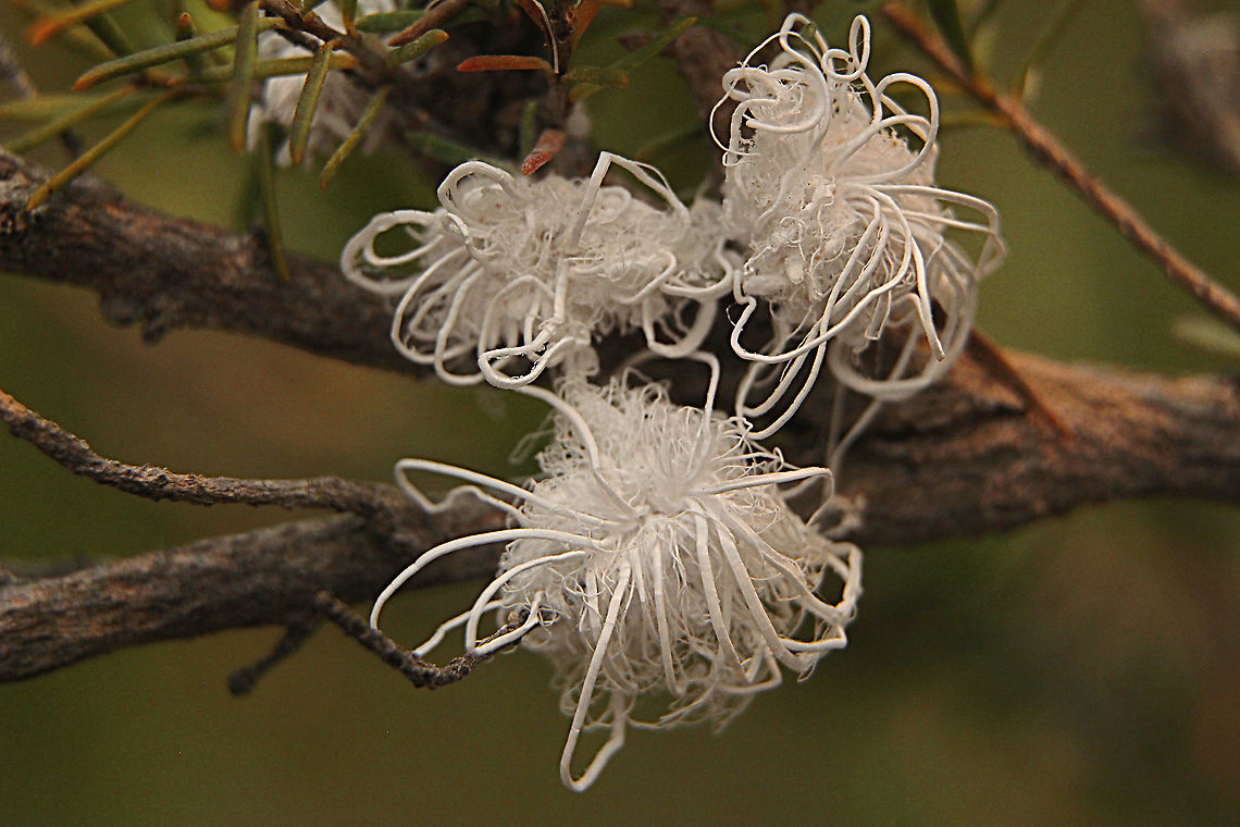 Mealy bug - Prociphilus tessellatus Found infesting tea tree plants  Australia,Geotagged,Spring