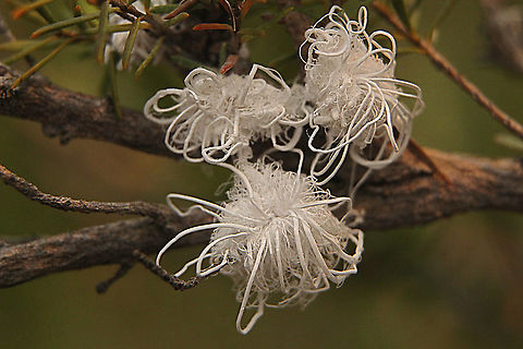 Mealy bug - Prociphilus tessellatus Found infesting tea tree plants  Australia,Geotagged,Spring