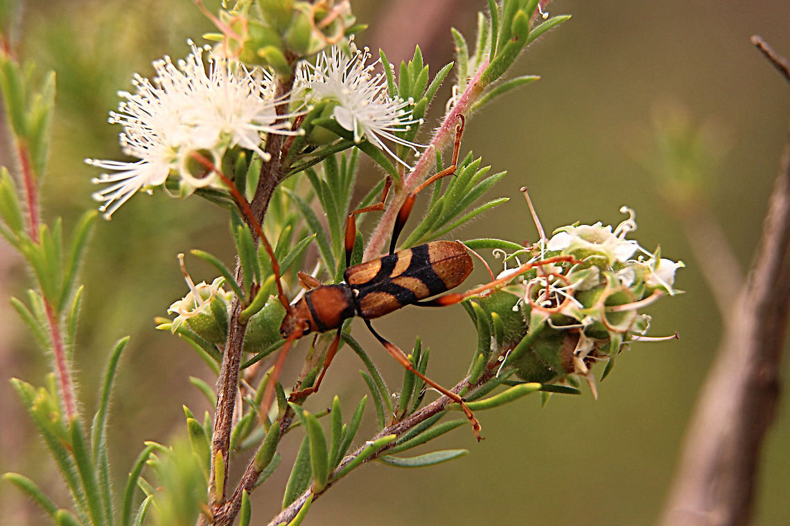 Tiger longicorn beetle - Aridaeus thoracicus Found feeding on tea tree. Aridaeus thoracicus,Australia,Geotagged,Spring,Tiger longicorn beetle