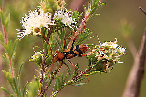 Tiger longicorn beetle - Aridaeus thoracicus Found feeding on tea tree. Aridaeus thoracicus,Australia,Geotagged,Spring,Tiger longicorn beetle
