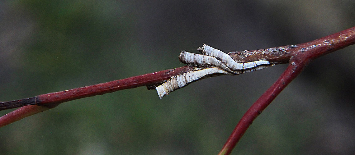 Tube Spittle bug structures on eucalyptus Insects in this group are commonly known as Tube Spittlebugs. Their nymphs build and live in calcareous tubes attached to stems of food plants. The nymphs immersed in their liquid excretions. Their host plants are usually Eucalypts. Adults are usually greenish- yellow or black in colours. Australia,Geotagged,Spring