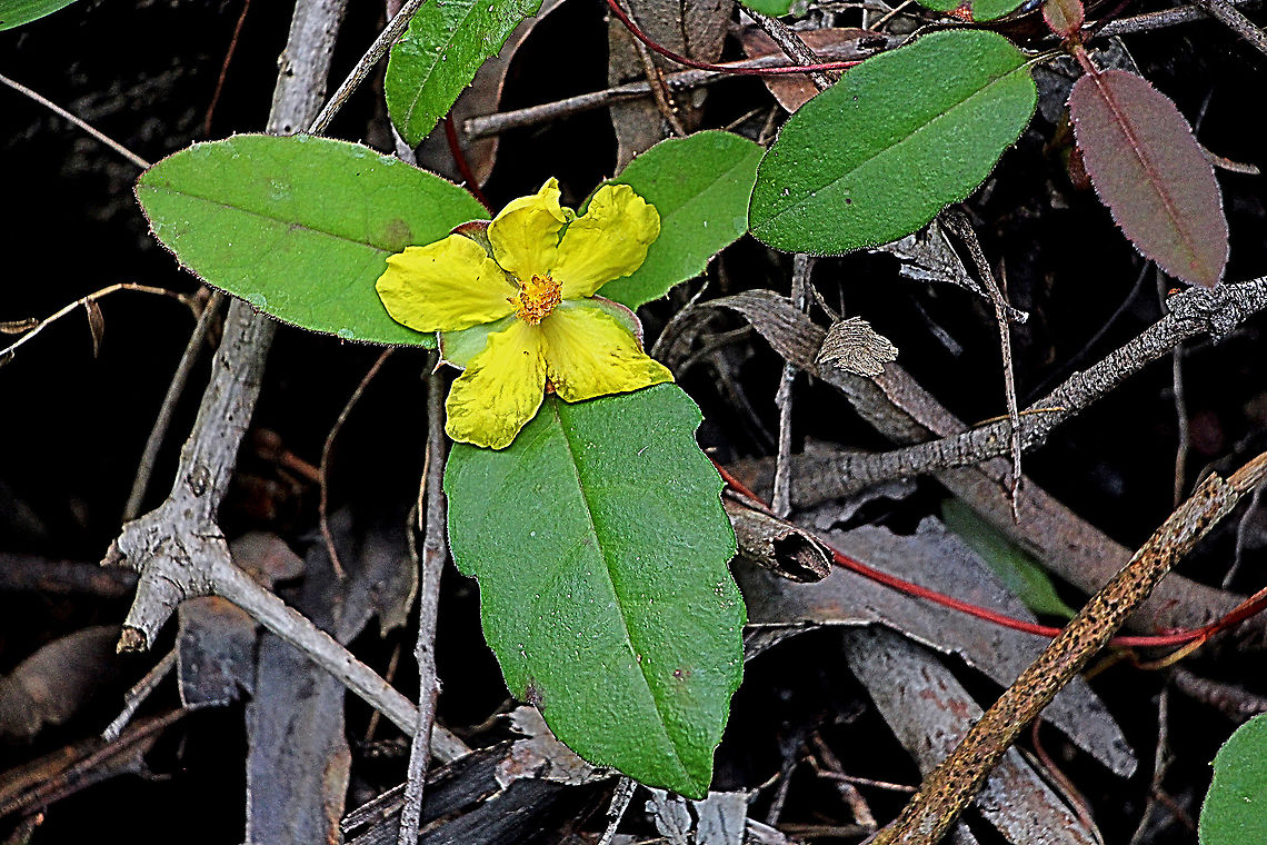 Toothed guinea flower - Hibbertia dentata  Australia,Geotagged,Hibbertia dentata,Spring
