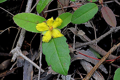 Toothed guinea flower