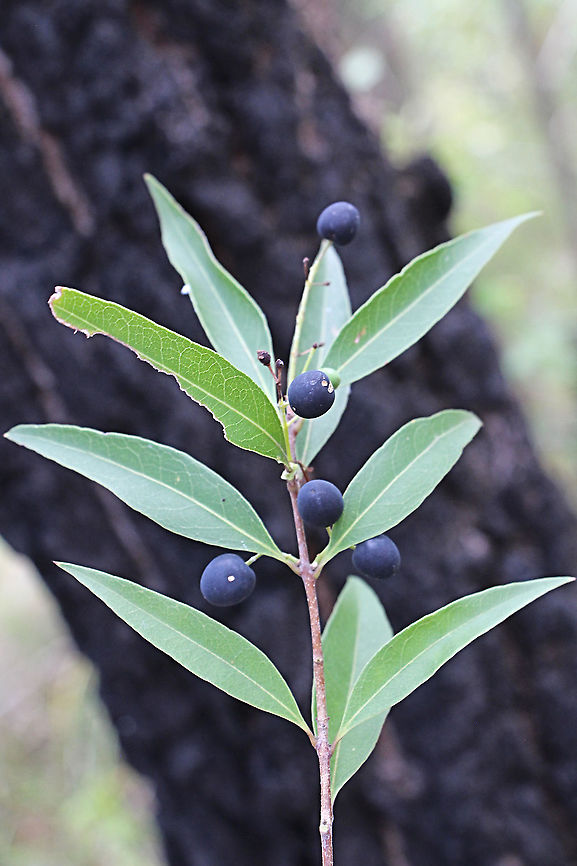 Blueberry ash - Elaeoncarpus reticulatus  Australia,Blueberry ash,Elaeocarpus reticulatus,Geotagged,Spring