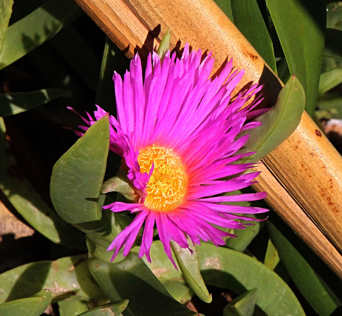 Pig Face - Carpobrotus rossii  Australia,Carpobrotus rossii,Geotagged,Spring