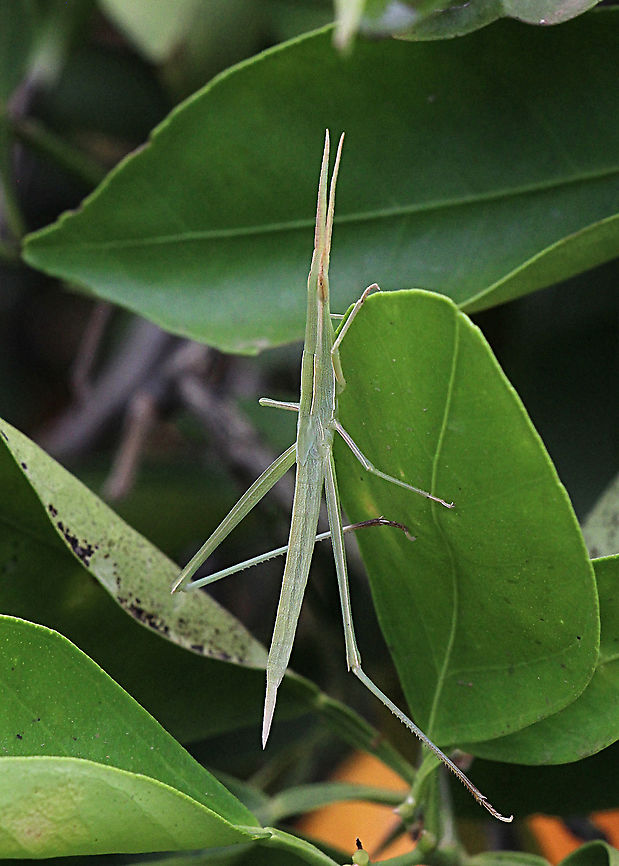 Giant green slandface nymph - Acrida conica  Acrida conica,Australia,Geotagged,Giant green slantface,Spring