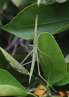 Giant green slandface nymph - Acrida conica  Acrida conica,Australia,Geotagged,Giant green slantface,Spring