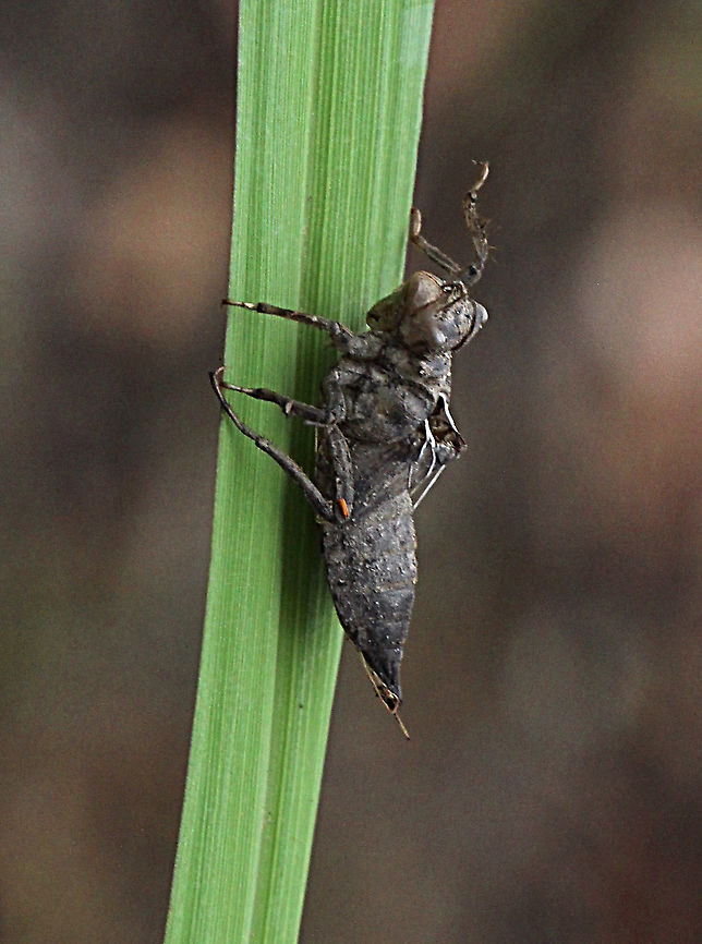 Exosceleton of a unidentified dragonfly  Australia,Geotagged,Spring