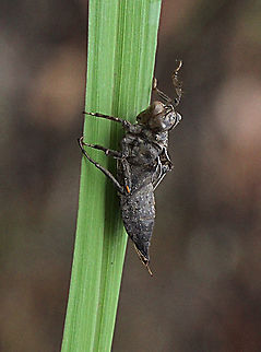 Exosceleton of a unidentified dragonfly  Australia,Geotagged,Spring