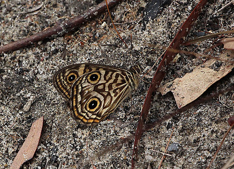 Eastern ringed Xenica - Geitoneura acantha  Australia,Eamw butterflies,Geitoneura acantha,Geotagged,Spring